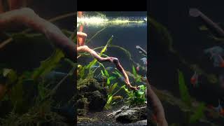 What are The Best Rasboras shorts tinyfish nanofish aquariumfish fishkeeping [upl. by Donica]