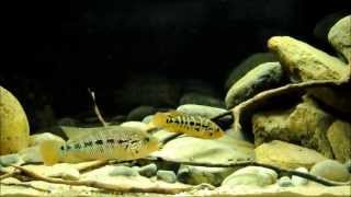 Parachromis motaguensis Display Aquarium [upl. by Emmuela]