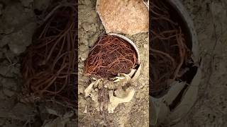 Brains replaced by roots after death  World War II German soldier exhumation [upl. by Llevrac40]