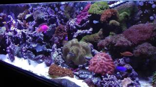 400 Gallon Starfire Salt Water Reef Tank HD [upl. by Hterag]