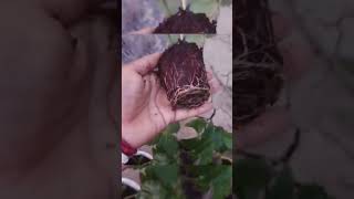 How to grow strawberry from runnersgreen garden viralshort plantsmy simple village garden [upl. by Hayse86]