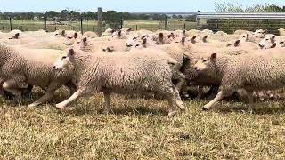 Cloven Hills Ewe lambs 312kg [upl. by Durrett]