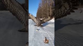 Great Grey Owl catching his prey  Wild Life Birds 8 wildlife birds tourism [upl. by Thomsen691]