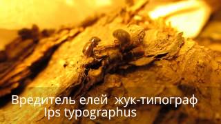 Вредитель Жук короедтипограф  вредитель елей в Украине by Entomologist in Ukraine [upl. by Idas]