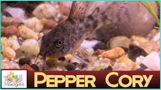 All About Pepper Corydoras The Bulletproof Cory [upl. by Sivek]