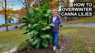 Canna Lily Winter Care  How to Store Canna Lily Rhizomes [upl. by Heidy]