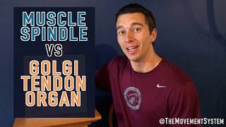 Muscle Spindle vs Golgi Tendon Organ Explained [upl. by Nyre]