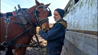 DUKES FIRST TIME SPREADING MANURE  Training Draft Horses 572 [upl. by Tegdirb639]