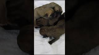 Newborn Puppies Sounds [upl. by Robins]