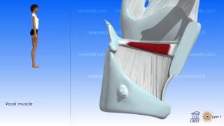 The larynx 04 [upl. by Victor279]