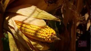 Aflatoxin Research [upl. by Gen]