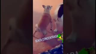 cachorro dança funk [upl. by Katonah]