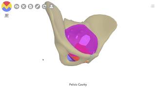 3D Tour of the Pelvic Floor [upl. by Attirehs737]