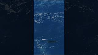 Sailfish Mayhem sailfish fishing kwillo89 [upl. by Idissac]