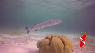 Hol Chan Marine Reserve San Pedro Town Belize CA [upl. by Netsyrk298]