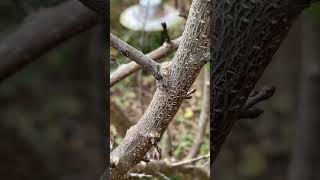 Pruning an apricot tree 🌳 ✂️ sharppruners urbanhomesteading [upl. by Dionisio474]