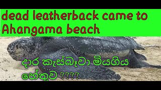 HOW DEAD LEATHERBACK [upl. by Danas62]