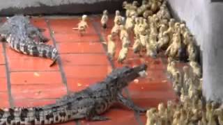 Crocodiles eats live baby ducks [upl. by Neesay]