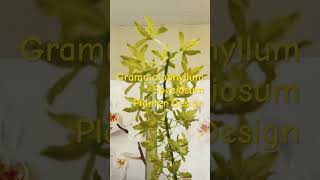 GRAMMATOPHYLLUM SPECIOSUM ORCHID CENTERPIECE DESIGN [upl. by Jecoa]