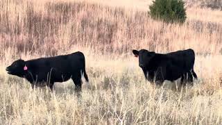 Tony Haake unweaned steer calves [upl. by Terrence927]