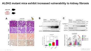 Preserving kidney function with aldehyde dehydrogenase 2 [upl. by Annice]