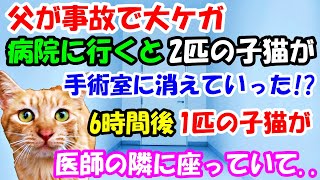 父が事故で大ケガ、病院に行くと2匹の子猫が手術室に消えていった→6時間後、1匹の子猫が医師の隣に座っていて【猫の不思議な話】【朗読】 [upl. by Jamieson]