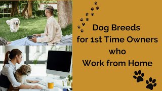 Top Dog Breeds Perfect For First Time Owners Working From Home [upl. by Puritan34]