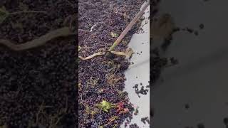 Snake got struck in grape juice making machine N4vision [upl. by Omura]