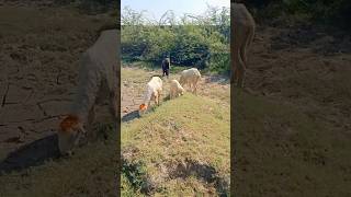 The best sheeps are eating grass subscribe viralshortvideo  please subscribe my channel [upl. by Olivia424]