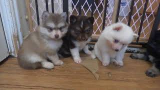 Pomsky Puppies from Pomsky Northerns [upl. by Holly]