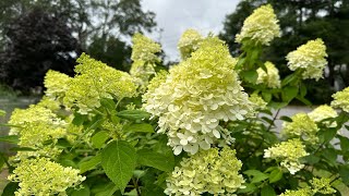 078 7252024 Panicled Hydrangeas are showing [upl. by Darnok]