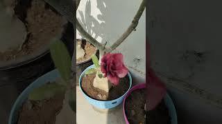 Grafted adenium [upl. by Justine]