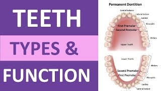 Types of Teeth and Their Functions Incisors Cuspids Bicuspids Molars  Teeth Anatomy [upl. by Myrta]