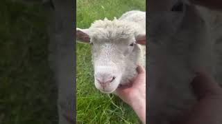 Indie amp Tommy dogsofyoutube lambs pets [upl. by Ecadnarb247]