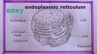 how to draw endoplasmic reticulum step by step [upl. by Ahscrop517]