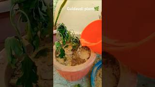 Plantation of guldaudi chrysanthemumplant🌿guldaudi whiteflower yshorts viralshorts outdoors [upl. by Aicilif]