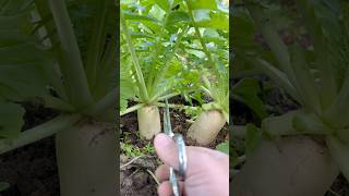 Harvesting Radish Leaves harvest radishleaves radish garden satisfying viralvideo shorts [upl. by Lounge355]