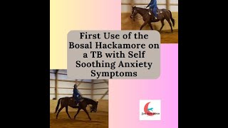 Drama Update  Less Stress in the Bosal Hackamore [upl. by Noell]