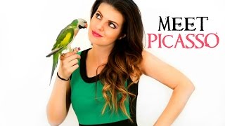 PARROT TALK 5 Meet my Mustache Parakeet [upl. by Zeugirdor]