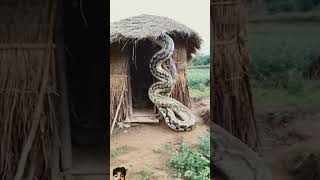 Kya ha ya snake animals nature wildlife cobra youtubeshorts newmaithlicomedy [upl. by Audwin243]