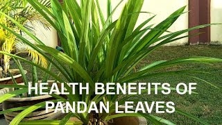 HEALTH BENEFITS OF PANDAN LEAVES [upl. by Anirav]