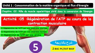 Régénération de lATP au cours de la contraction musculaire partie 5 شرح بالداريجة 2 bac pcsvt [upl. by Bigelow]