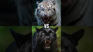 1 Black Panther vs White Animals Lion Tiger Wolf shorts [upl. by Tonl]