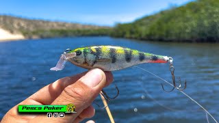 esta RAPALA de PALETA RARA me dio buena PESCA de ROBALOS y PARGOS en el MANGLAR [upl. by Selbbep34]