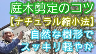 【庭木の自然風剪定】軽やかampナチュラルに仕上がる手入れのポイント2024年4月🌿☝️ [upl. by Palocz]