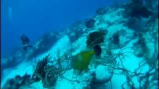 Diving Palancar Reef Cozumel Mexico 2015 [upl. by Eldwen]