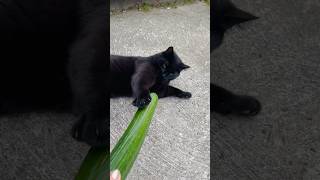 Cat vs Cucumber 🥒 🐈‍⬛ [upl. by Llednol]