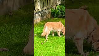 Grazing on grass as if a cow And not just occasionally😆 renaissanceman goldenretriever jazz [upl. by Eillil163]