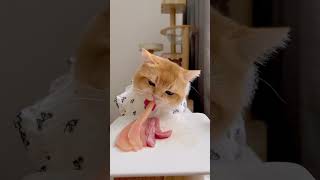 Gourmet 🥩🍭  ASMR Mukbang Cat Eps17 asmr asmrsounds cat kucinglucu mukbang shorts catfood [upl. by Issirk]