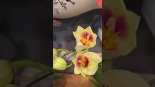 Fertilizing Orchids in Water Culture [upl. by Wilden728]